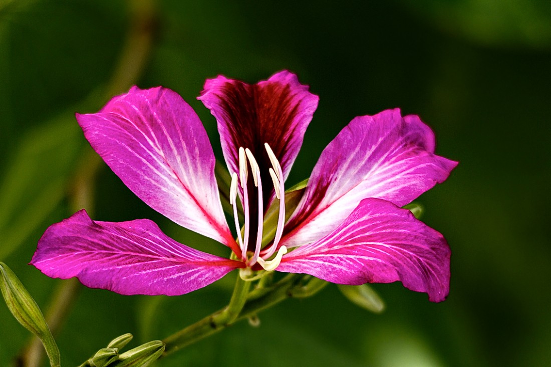紫荆花的花语和象征代表意义