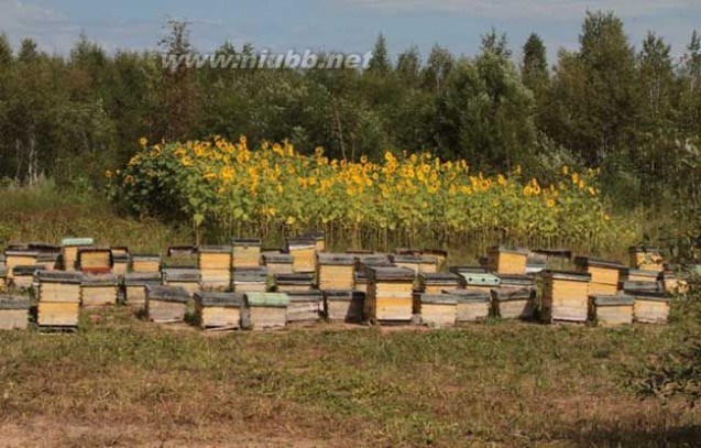 蜜蜂养殖的基本知识_蜜蜂的知识
