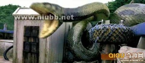 广西深山挖出140岁金色蛇精 长16米头有蛇冠