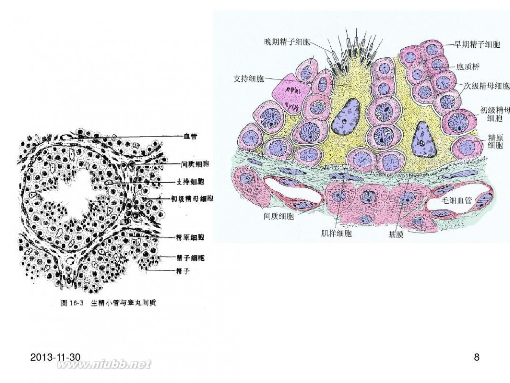 男性生殖保健 9男性生殖保健