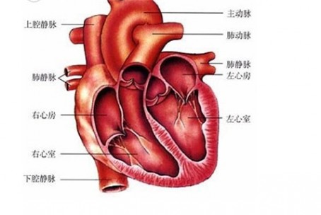 扩张性心肌病 扩张型心肌病会引发哪些疾病