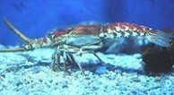 龙虾图片 龙虾,龙虾的功效与作用_中药龙虾_龙虾图片_龙虾是什么