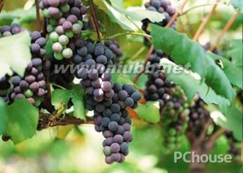 山葡萄 【山葡萄】山葡萄的功效与作用，山葡萄的种植技术，食用山葡萄的注意事项