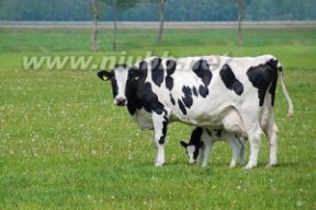 奶牛：奶牛-简介，奶牛-生长发育过程_奶牛场