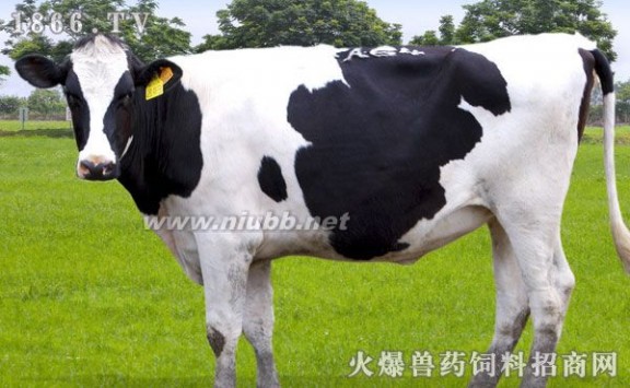 奶牛都是母的吗 奶牛都是母的吗，奶牛分公母吗
