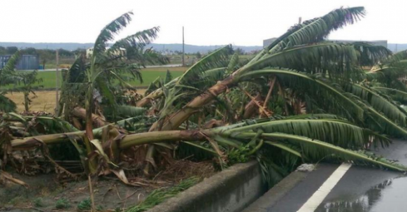 台风苏迪罗过境 福建台湾树倒水淹