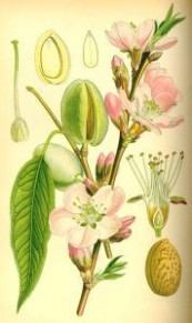 扁桃[蔷薇科桃属植物]：扁桃[蔷薇科桃属植物]-医药作用，扁桃[蔷薇科桃属植物]-营养价值_扁桃