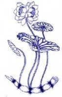 并蒂莲花：并蒂莲花-形态特征，并蒂莲花-植物文化_并蒂莲的象征意义