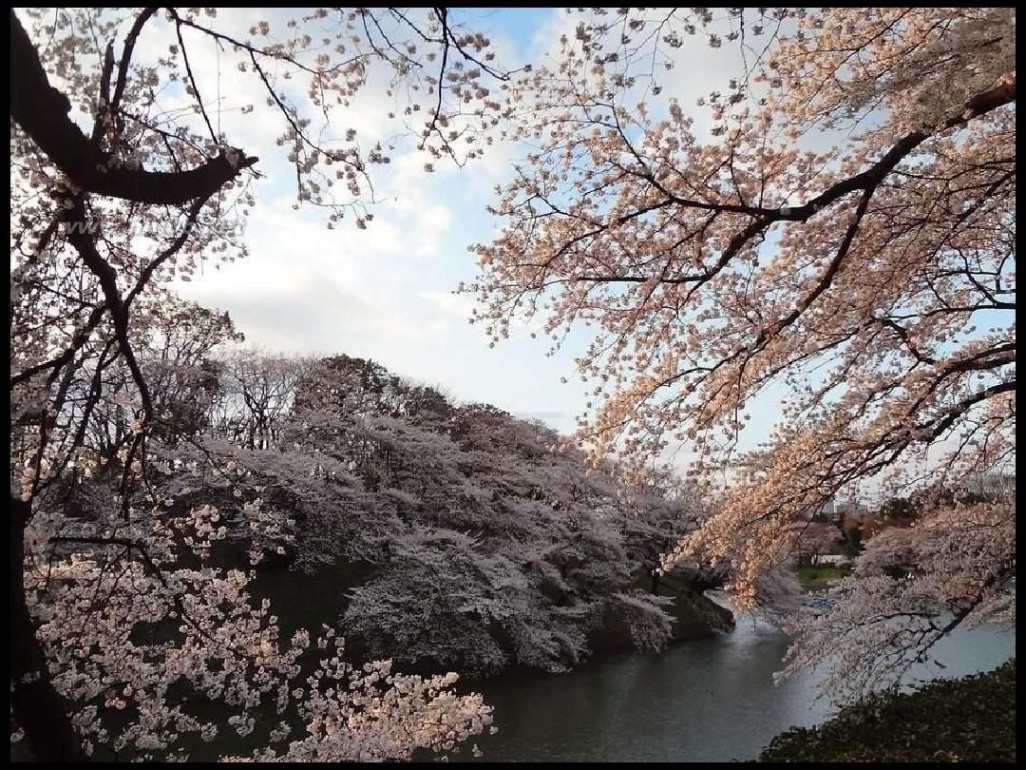 日本樱花图片 日本最美樱花摄影图片精选