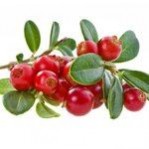 蔓越莓的功效与作用及食用方法，蔓越莓的营养价值_