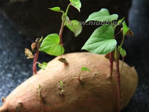 番薯发芽能吃吗 发芽的地瓜究竟能不能吃