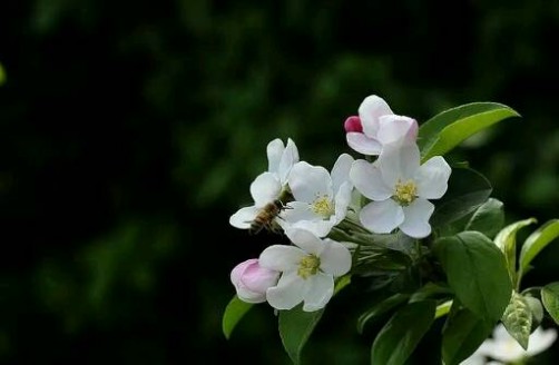 苹果花 苹果花是什么颜色，苹果花功效，苹果花作用