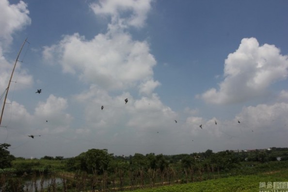 湖北黄州农田现捕鸟大网 长度达20余米 