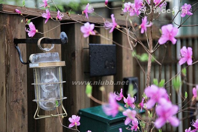 【日本】烟雨奈良，朦胧了一纸樱花梦