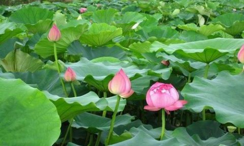 水芙蓉 荷花：水中芙蓉