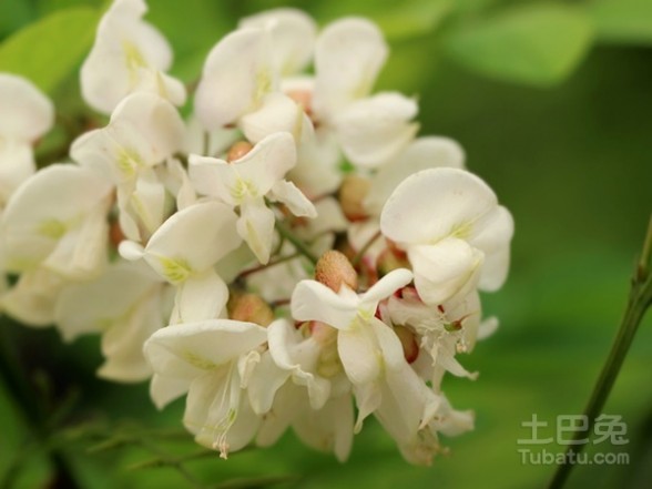 洋槐花蜂蜜 洋槐花蜂蜜的功效介绍