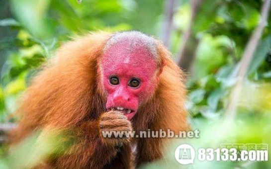 15种古灵精怪的动物 长鼻猴你见过吗？