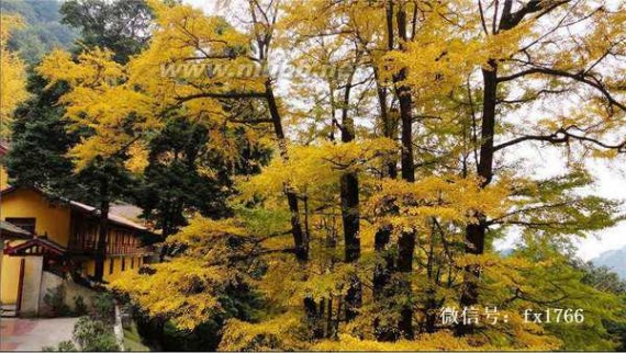 成都周边一日自驾游 成都周边一日游 秋天醉美的12个红叶地推荐