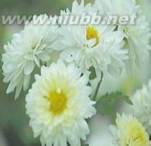 怀菊花：怀菊花-基本介绍，怀菊花-功效详解_怀菊花