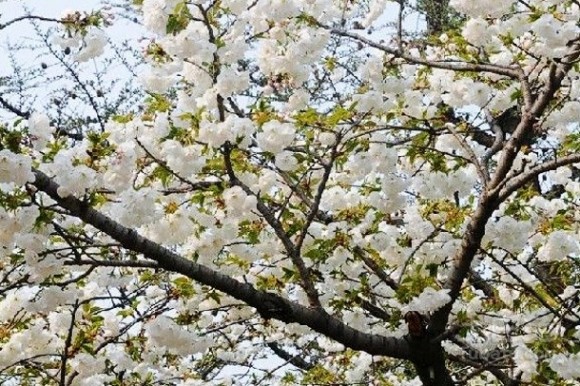 日本樱花图片 日本樱花简介与日本樱花图片