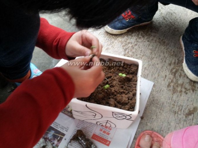 【整合】凤仙花种植日记