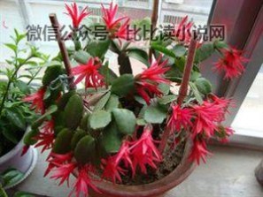 花之舞 落花之舞简介