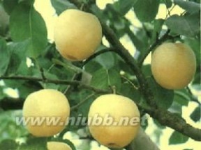 梨[蔷薇科梨属植物]：梨[蔷薇科梨属植物]- 简介，梨[蔷薇科梨属植物]-生长习性_梨的产地