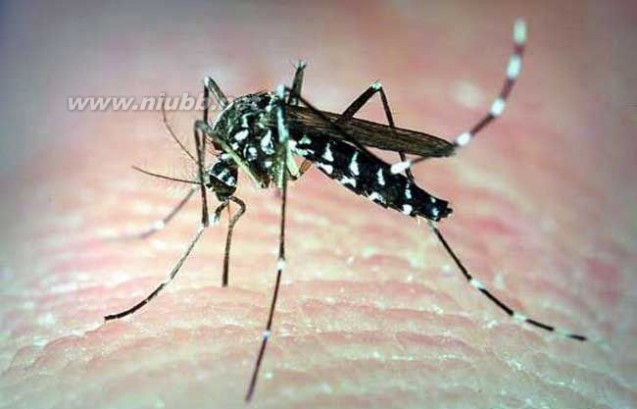 蚊子的危害及防治措施_蚊子的危害