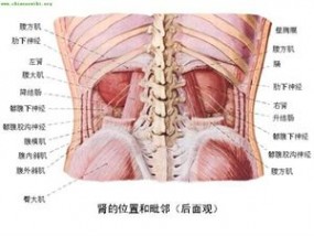 人体器官 人体器官分部彩图(大全)