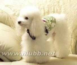 【贵宾犬怎么训练】专家教你如何训练贵宾犬_贵宾犬训练