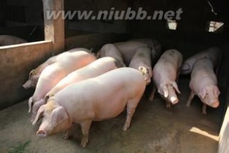 养殖场建设 生猪养殖场建设中不得不注意的几个问题