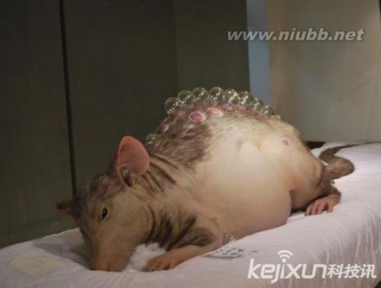 切尔诺贝利 老鼠 切尔诺贝利核辐射 变异老鼠体型巨大吞活人