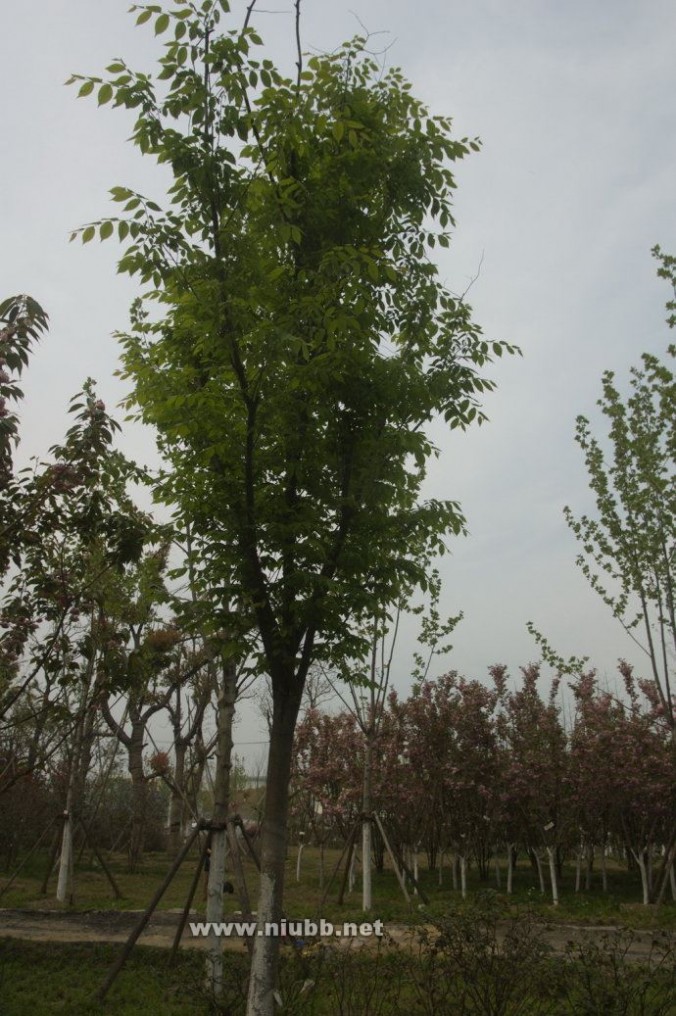 常见绿化植物树木图片