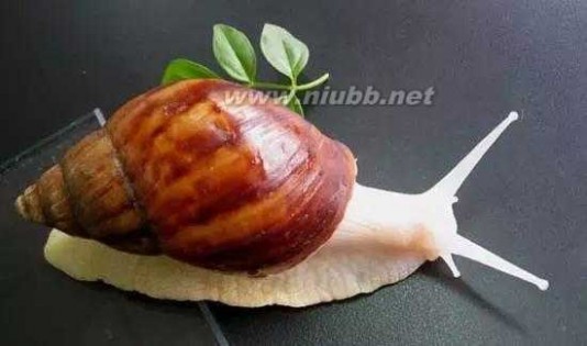 法国蜗牛 法国蜗牛PK中华白玉蜗牛，谁更胜一筹？（附做法）
