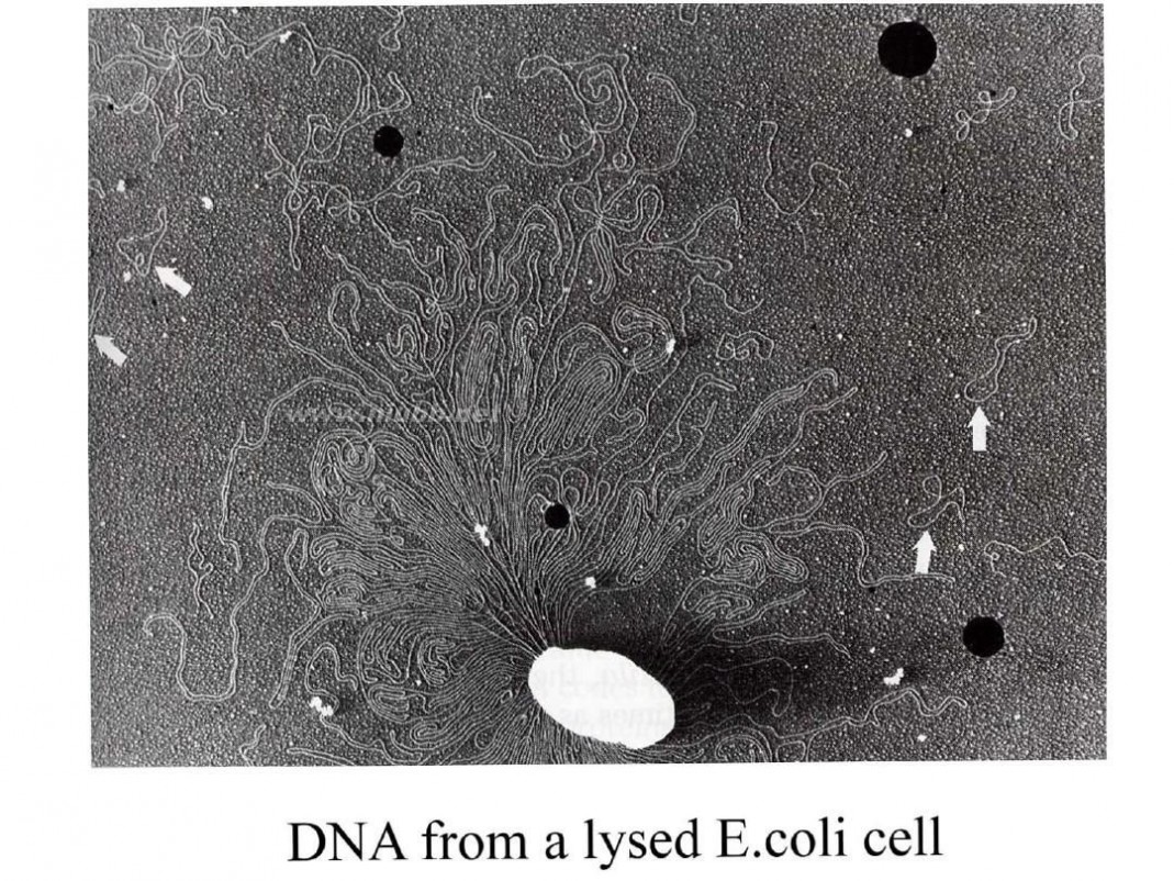 分子生物学课件 现代分子生物学课件-第二章