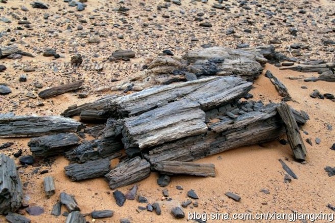 北非行之十：利比亚的树化石（组图）