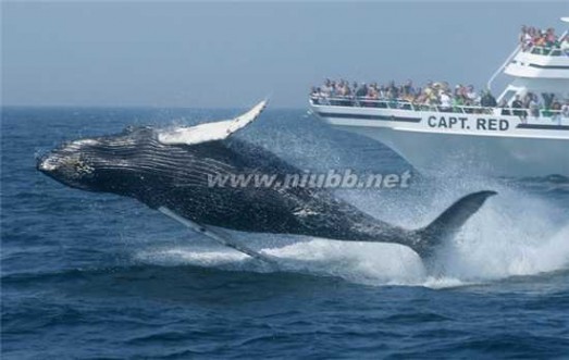 蓝鲸有多大 游弋世界十大赏鲸圣地 在冰岛一睹蓝鲸风采