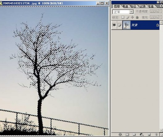 photoshop树木枝叶四种抠图的方法介绍