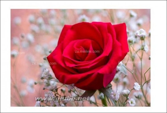 经典玫瑰花语大全 玫瑰花图片欣赏_玫瑰花语大全