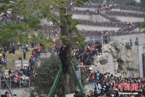 奔跑吧兄弟重庆 《奔跑吧兄弟》重庆开跑被围堵 市民上树追星节目取消录制