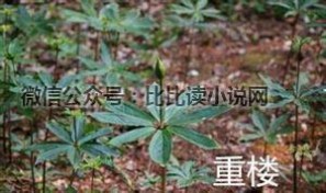 紫萱 重楼 这才是真正的景天，雪见，龙葵，紫萱，重楼草和花楹，被仙剑骗了*