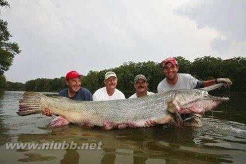 最大鲶鱼 世界上十大成精怪物，最大鲶鱼体长达2.7米