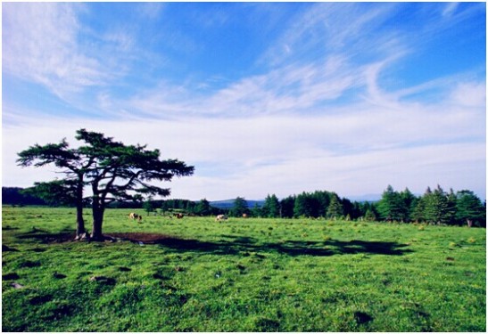 芦芽山风景区 端午出行隐秘好去处 山西芦芽山景区旅游攻略