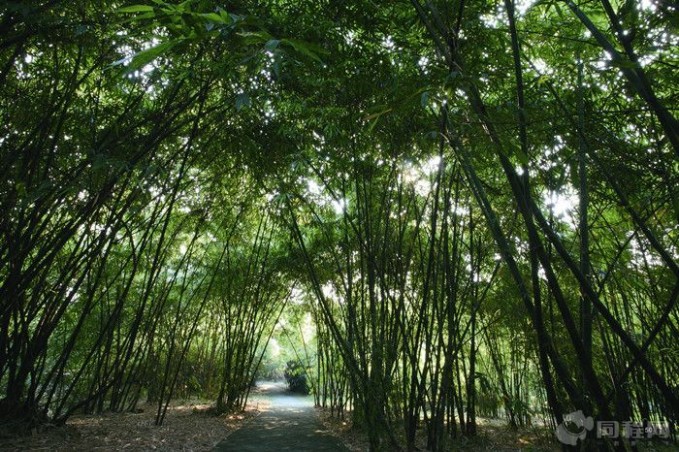 华南植物园攻略 华南植物园旅游攻略