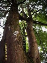 柳杉 柳杉：柳杉-植物形态，柳杉-生长习性