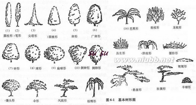 树木的树形及其观赏特性,树形分类