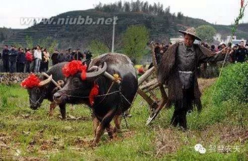 旅游农业 农业邂逅旅游，让农民的收入翻好几倍