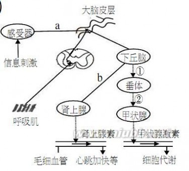 金丝雀鸟 凉山州2015届二诊生物试题 彭东旭 2