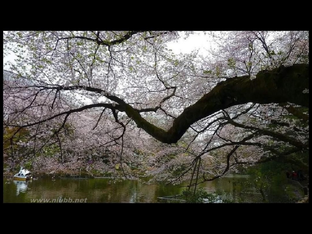 日本樱花图片 日本最美樱花摄影图片精选