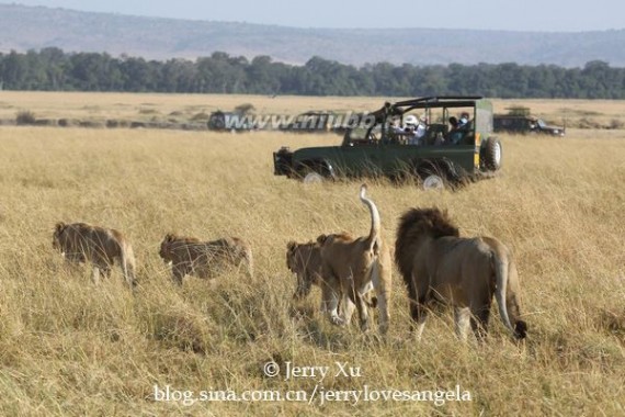 【肯尼亚】狮王争霸！马赛马拉玛莎狮群的终极巅峰较量